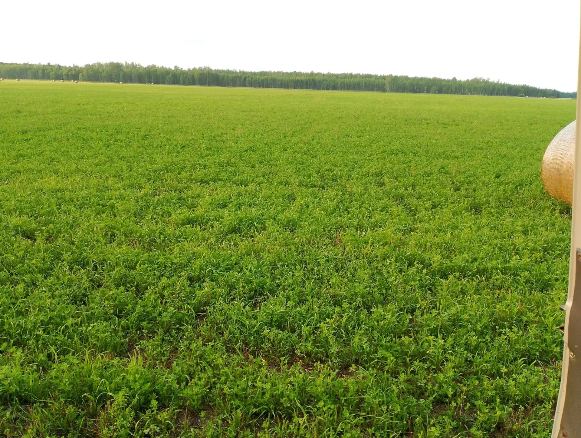 Подальше от шумных дорог и населённых пунктов, там, где никто лишний раз не тревожит зверей, кипит работа по посеву кормовых полей и заготовке сена. Так создают дополнительную кормовую базу