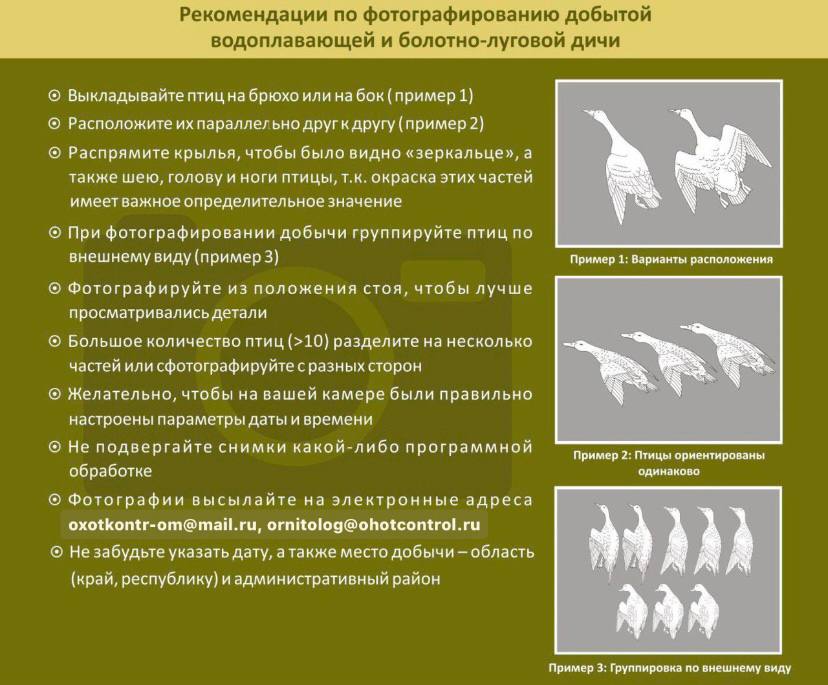 Сбор фотоматериалов добытой водоплавающей дичи